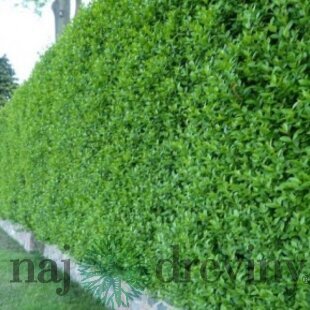 Vtáčí zob, výška 100/120 cm, v črepníku Ligustrum vulgare