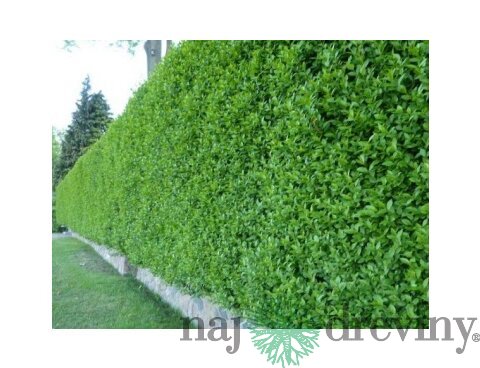 Vtáčí zob, výška 100/120 cm, v črepníku Ligustrum vulgare