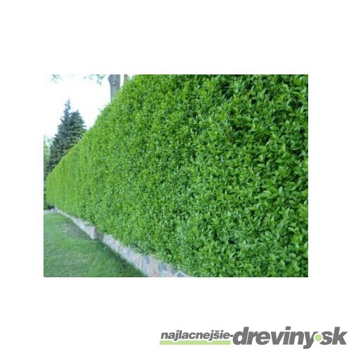 Vtáčí zob, výška 100/120 cm, v črepníku Ligustrum vulgare