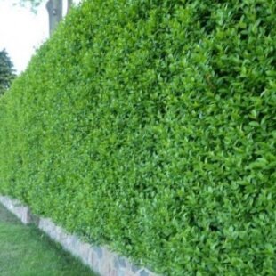 Vtáčí zob, výška 80/100 cm, v črepníku Ligustrum vulgare