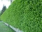 Vtáčí zob, výška 80/100 cm, v črepníku Ligustrum vulgare