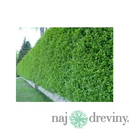 Vtáčí zob, výška 80/100 cm, v črepníku Ligustrum vulgare
