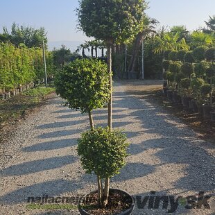 Vtáči zob (vždyzelený) 3x guľa na kmienku, priemer 40/45 cm, v črepníku 20l Ligustrum Jonandrum