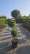 Vtáči zob (vždyzelený) 3x guľa na kmienku, priemer 40/45 cm, v črepníku 20l Ligustrum Jonandrum