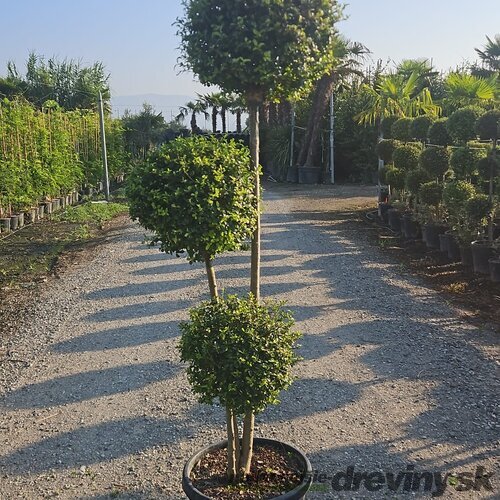 Vtáči zob (vždyzelený) 3x guľa na kmienku, priemer 40/45 cm, v črepníku 20l Ligustrum Jonandrum