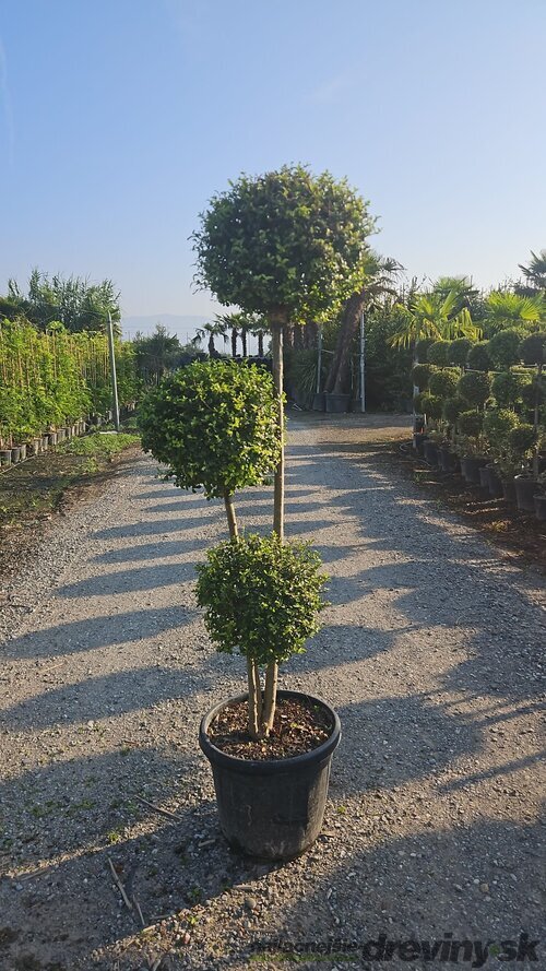 Vtáči zob (vždyzelený) 3x guľa na kmienku, priemer 40/45 cm, v črepníku 20l Ligustrum Jonandrum