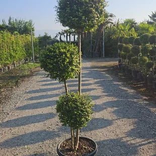Vtáči zob (vždyzelený) 3x guľa na kmienku, priemer 40/45 cm, v črepníku 25l Ligustrum Jonandrum