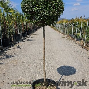 Vtáči zob (vždyzelený) guľa na kmienku, priemer 30/35 cm, v črepníku 18l Ligustrum Jonandrum