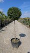 Vtáči zob (vždyzelený) guľa na kmienku, priemer 30/35 cm, v črepníku 18l Ligustrum Jonandrum