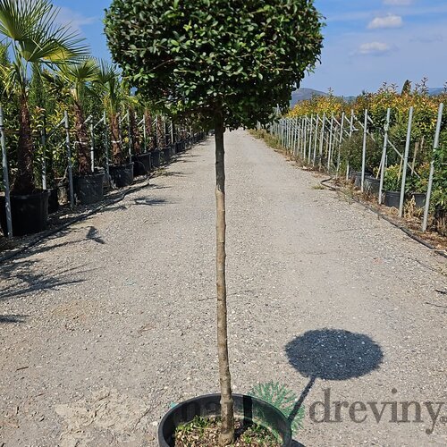 Vtáči zob (vždyzelený) guľa na kmienku, priemer 30/35 cm, v črepníku 18l Ligustrum Jonandrum