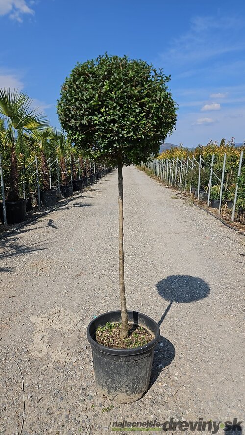 Vtáči zob (vždyzelený) guľa na kmienku, priemer 30/35 cm, v črepníku 18l Ligustrum Jonandrum