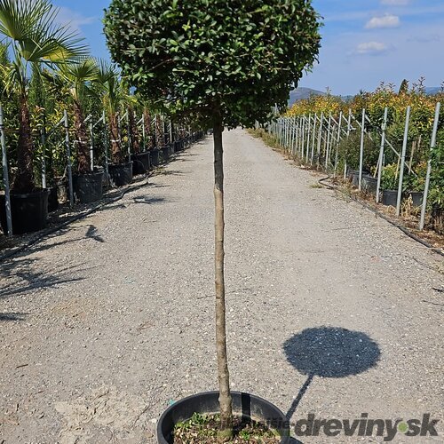 Vtáči zob (vždyzelený) guľa na kmienku, priemer 30/35 cm, v črepníku 18l Ligustrum Jonandrum