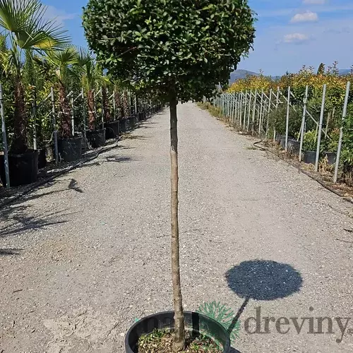 Vtáči zob (vždyzelený) guľa na kmienku, priemer 40/50 cm, v črepníku 18l Ligustrum Jonandrum
