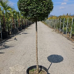 Vtáči zob (vždyzelený) guľa na kmienku, priemer 40/50 cm, v črepníku 18l Ligustrum Jonandrum