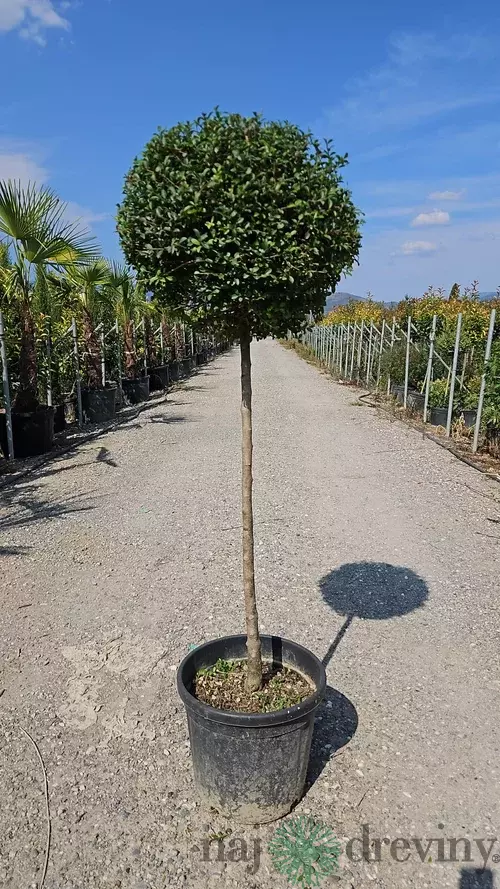 Vtáči zob (vždyzelený) guľa na kmienku, priemer 40/50 cm, v črepníku 18l Ligustrum Jonandrum