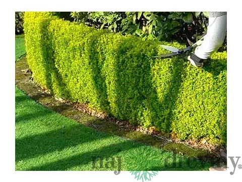 Vtáčí zob zlatý neopadavý 25/35 cm, v črepníku Ligustrum vulgare Vicaryi