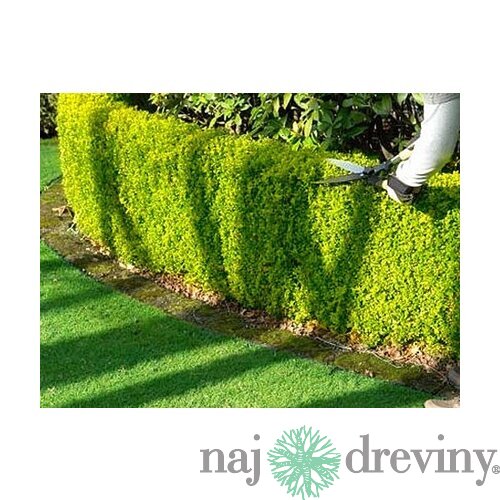 Vtáčí zob zlatý neopadavý 25/35 cm, v črepníku Ligustrum vulgare Vicaryi