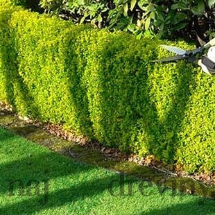 Vtáčí zob zlatý neopadavý 25/35 cm, v črepníku Ligustrum vulgare Vicaryi