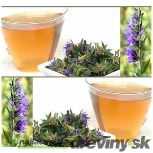 Yzop lekársky, v črepníku Hyssopus officinalis