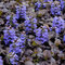 Zbehovec Black Scallop 20/40 cm , v črepníku 2l Ajuga Black Scallop