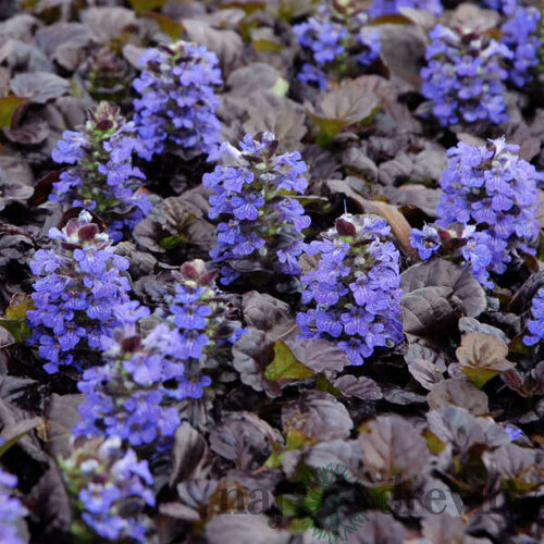 Zbehovec Black Scallop 20/40 cm , v črepníku 2l Ajuga Black Scallop