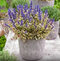 Zbehovec plazivý Atropurpurea, výška 15/25 cm, v črepníku 1l Ajuga reptans Atropurpurea
