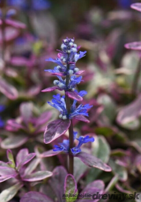 Zbehovec plazivý Atropurpurea, výška 15/25 cm, v črepníku 1l Ajuga reptans Atropurpurea