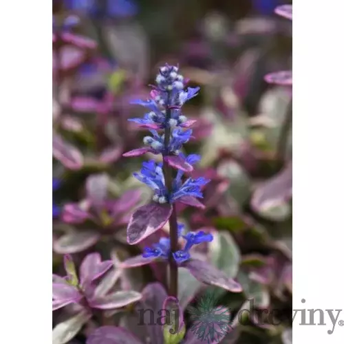 Zbehovec plazivý Atropurpurea, výška 15/25 cm, v črepníku 1l Ajuga reptans Atropurpurea