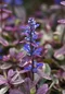 Zbehovec plazivý Atropurpurea, výška 15/25 cm, v črepníku 1l Ajuga reptans Atropurpurea