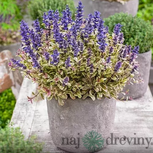 Zbehovec plazivý Atropurpurea, výška 15/25 cm, v črepníku 1l Ajuga reptans Atropurpurea