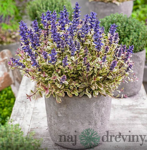 Zbehovec plazivý Atropurpurea, výška 15/25 cm, v črepníku 1l Ajuga reptans Atropurpurea