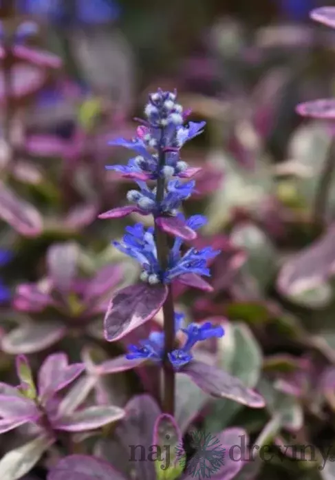 Zbehovec plazivý Atropurpurea, výška 15/25 cm, v črepníku 1l Ajuga reptans Atropurpurea
