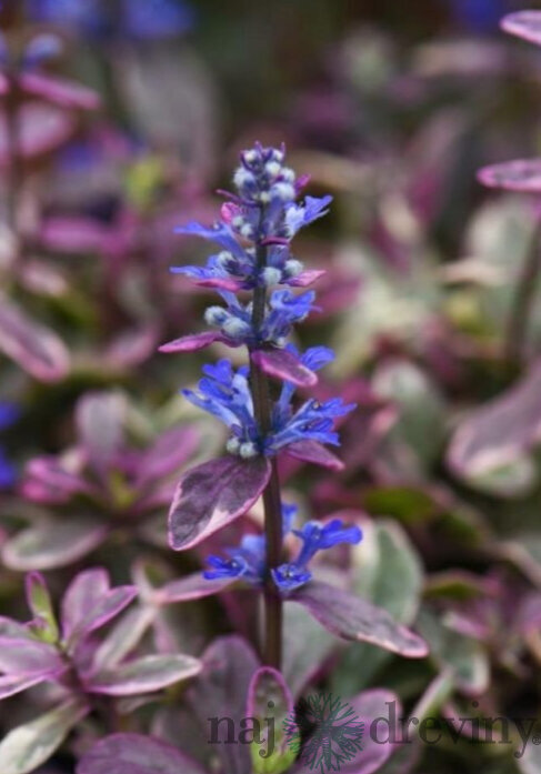 Zbehovec plazivý Atropurpurea, výška 15/25 cm, v črepníku 1l Ajuga reptans Atropurpurea