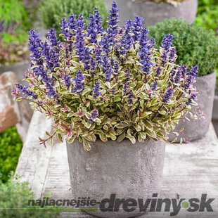 Zbehovec plazivý Atropurpurea, výška 15/25 cm, v črepníku 1l Ajuga reptans Atropurpurea