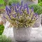 Zbehovec plazivý Atropurpurea, výška 15/25 cm, v črepníku 1l Ajuga reptans Atropurpurea