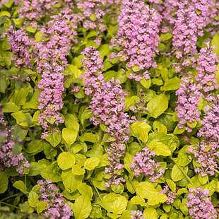 Zbehovec plazivý Gold Chang, výška 20/30 cm, v črepníku 2l Ajuga reptans ‘Gold Chang‘ PBR