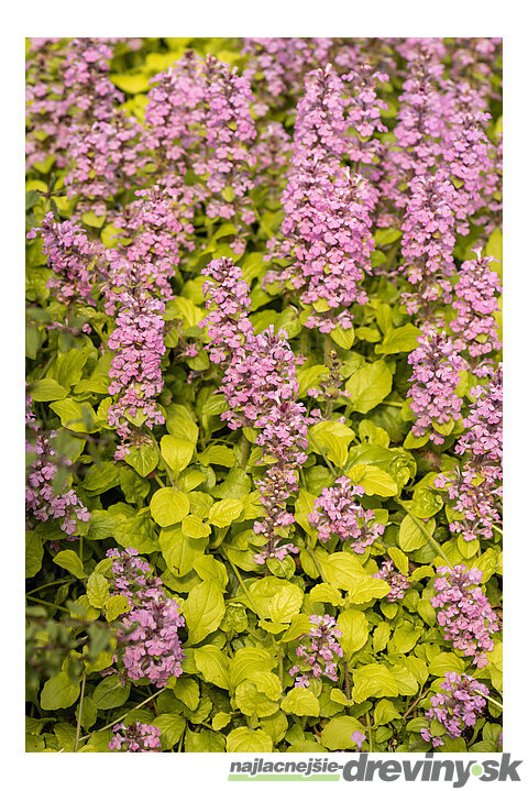 Zbehovec plazivý Gold Chang, výška 20/30 cm, v črepníku 2l Ajuga reptans ‘Gold Chang‘ PBR