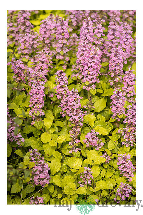 Zbehovec plazivý Gold Chang, výška 20/30 cm, v črepníku 2l Ajuga reptans ‘Gold Chang‘ PBR