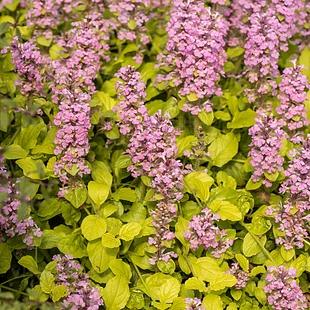 Zbehovec plazivý Gold Chang, výška 20/30 cm, v črepníku 2l Ajuga reptans ‘Gold Chang‘ PBR