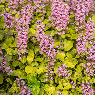 Zbehovec plazivý Gold Chang, výška 20/30 cm, v črepníku 2l Ajuga reptans ‘Gold Chang‘ PBR