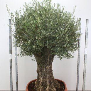 Zberateľský olivovník európsky (40 ročný bonsaj), obvod 90/110 cm, v črepníku Olea europaea