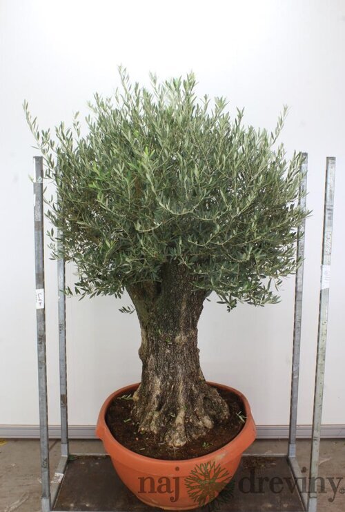 Zberateľský olivovník európsky (40 ročný bonsaj), obvod 90/110 cm, v črepníku Olea europaea