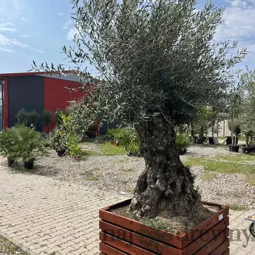 Zberateľský olivovník európsky 80 ročný bonsaj, obvod 150/200 cm, v dekoratívnom drevenom črepníku 380l Olea europaea