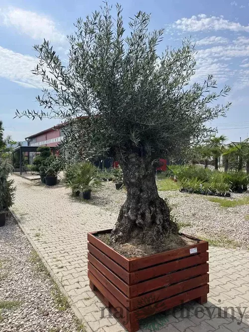 Zberateľský olivovník európsky 80 ročný bonsaj, obvod 150/200 cm, v dekoratívnom drevenom črepníku 380l Olea europaea