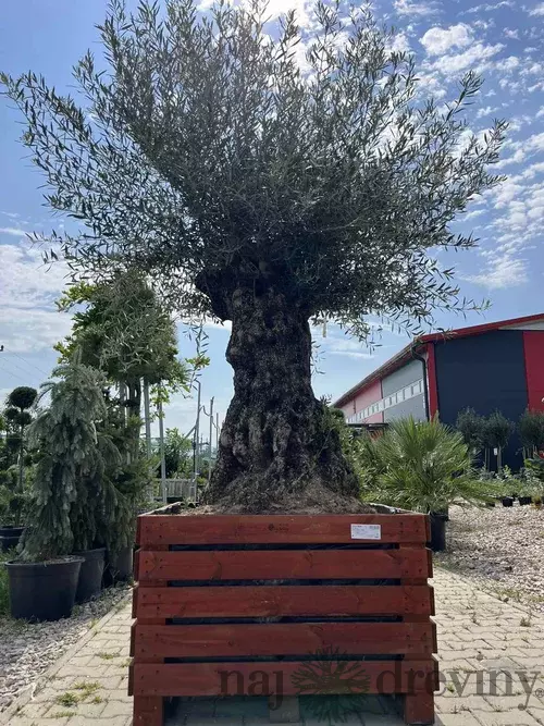 Zberateľský olivovník európsky 80 ročný bonsaj, obvod 150/200 cm, v dekoratívnom drevenom črepníku 380l Olea europaea
