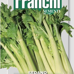 Zeler vňaťový - GIGANTE DORATO 2 - semená, 5 gramov