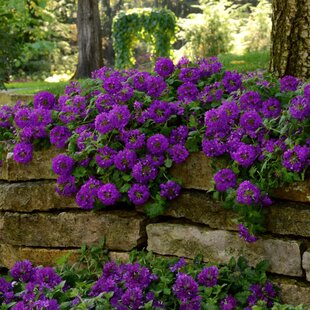 Železník argentínsky, výška 10/15 cm, v črepníku P9 Verbena bonariensis 