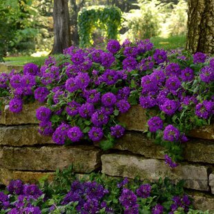 Železník argentínsky, výška 10/15 cm, v črepníku P9 Verbena bonariensis 