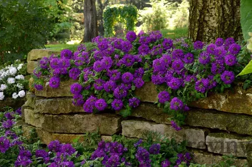 Železník argentínsky, výška 10/15 cm, v črepníku P9 Verbena bonariensis 