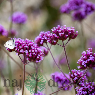 Železník argentínsky, výška 10/15 cm, v črepníku P9 Verbena bonariensis 